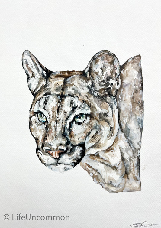 Cool Cougar - Watercolour