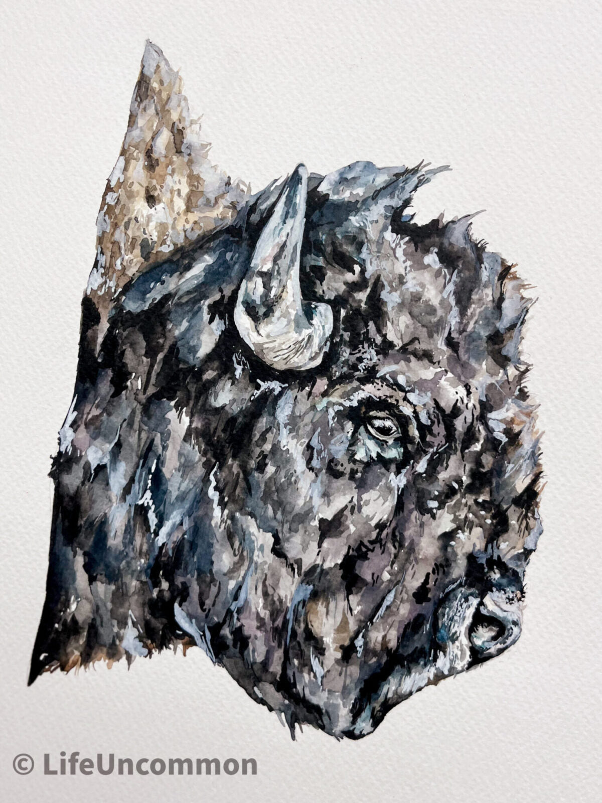 Buffalo - Watercolour