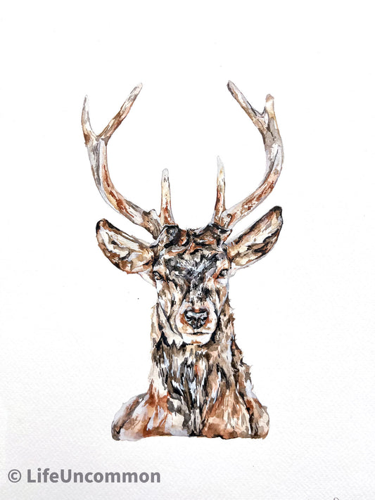 2 Point Red Stag - Watercolour