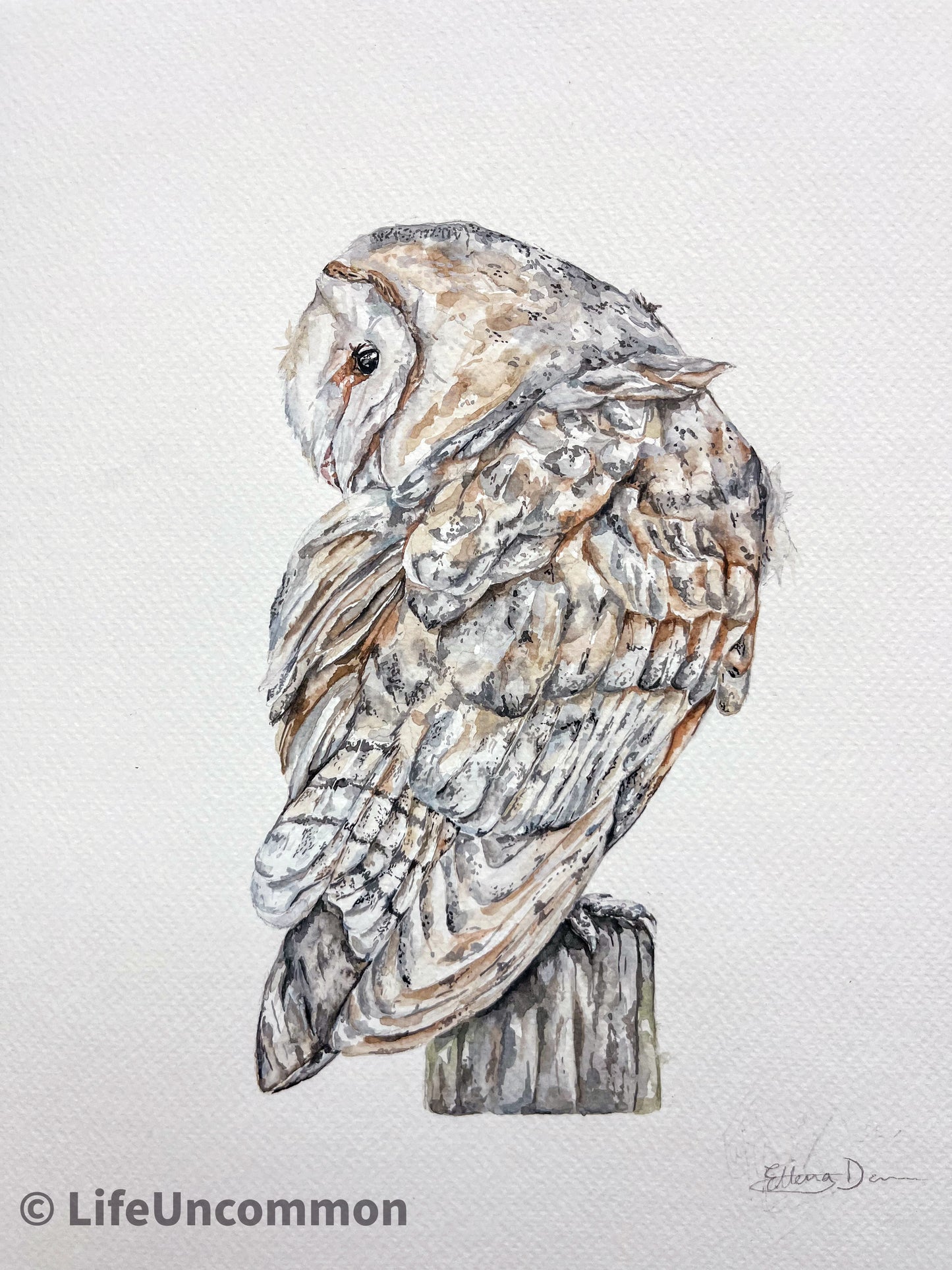 Owl turning - Watercolour