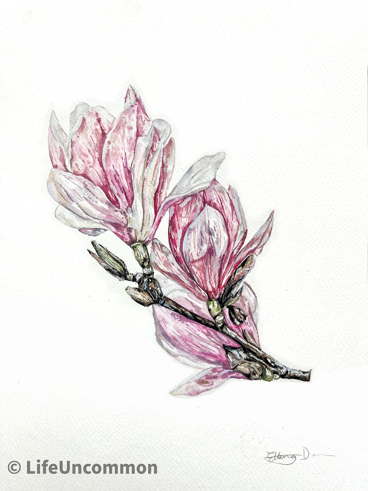 Botanical Magnolia - Watercolour