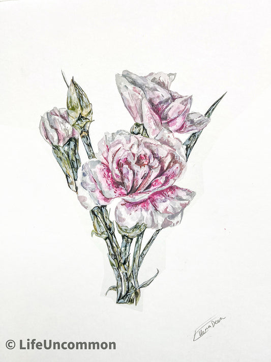 Botanical Pink Rose - Watercolour