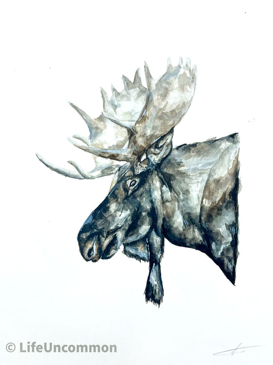 Moose - Watercolour