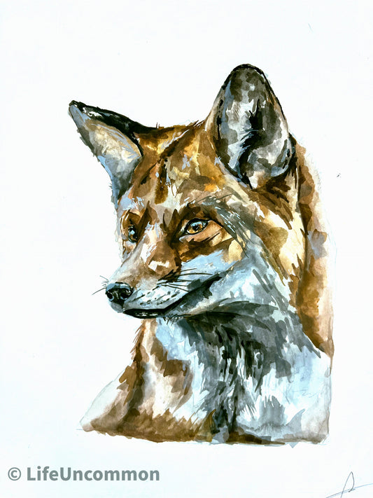 Clooney’s Fox - Watercolour