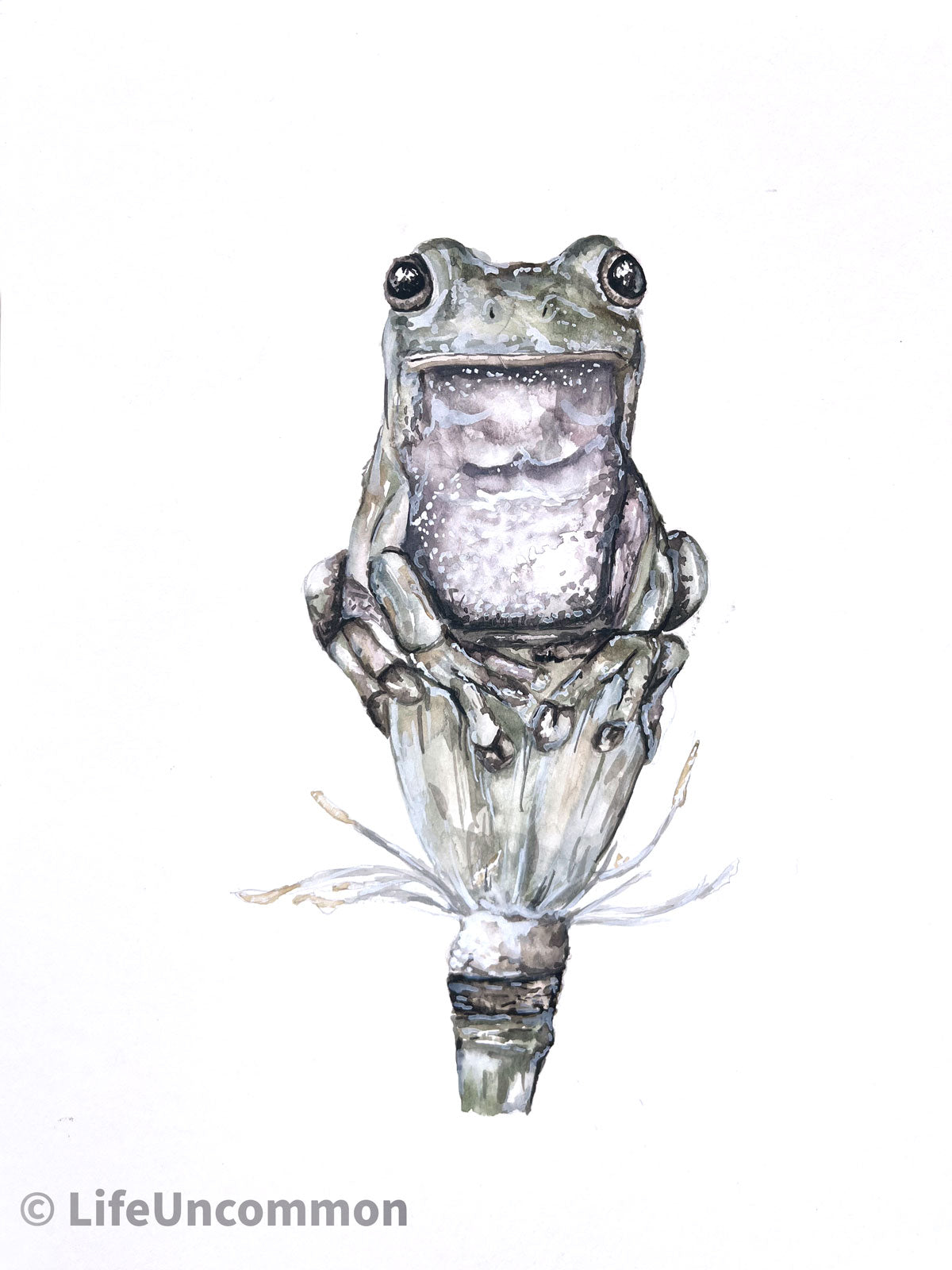 Amos Frog - Watercolour