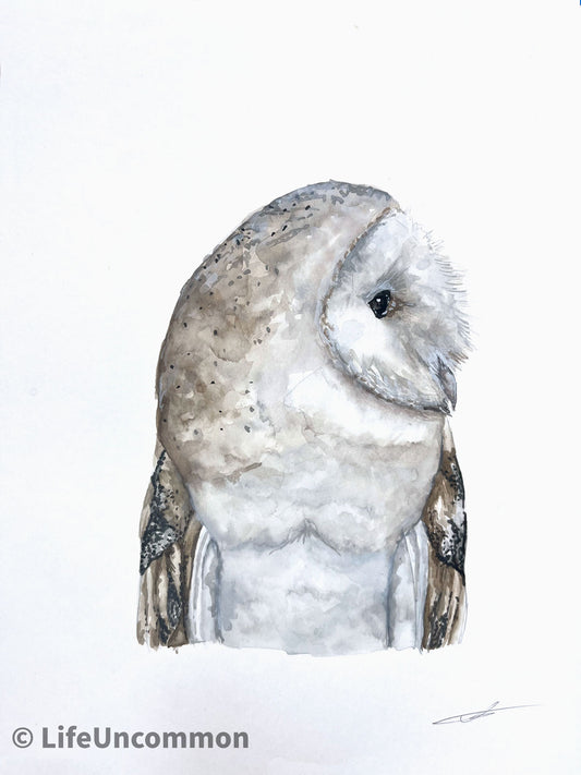 Fluffy Owl - Watercolour