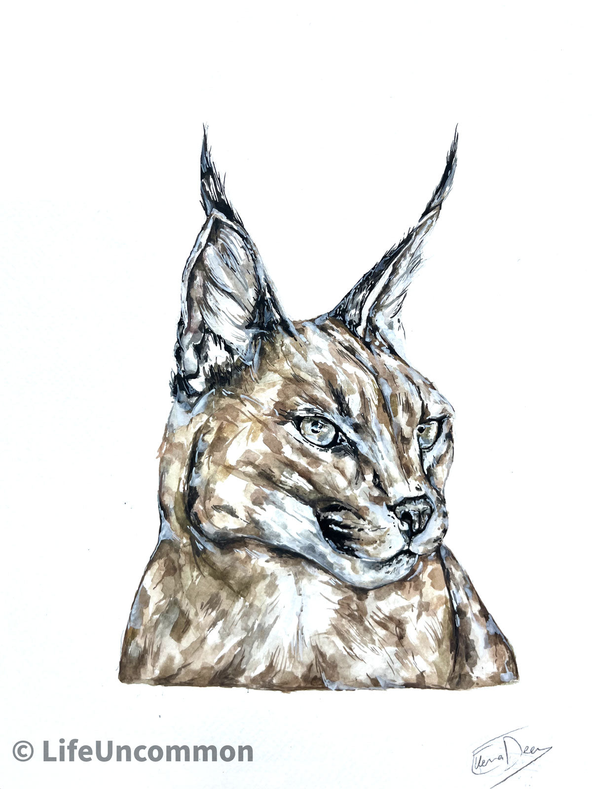 Wildcat - Watercolour