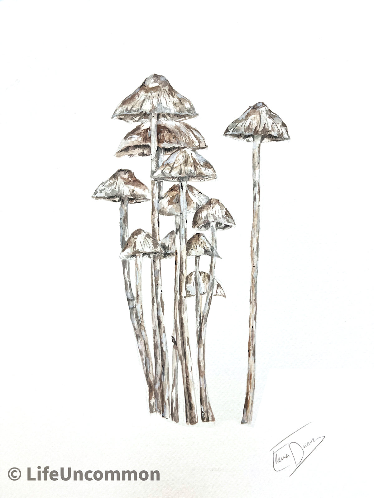 White Mycena - Watercolour