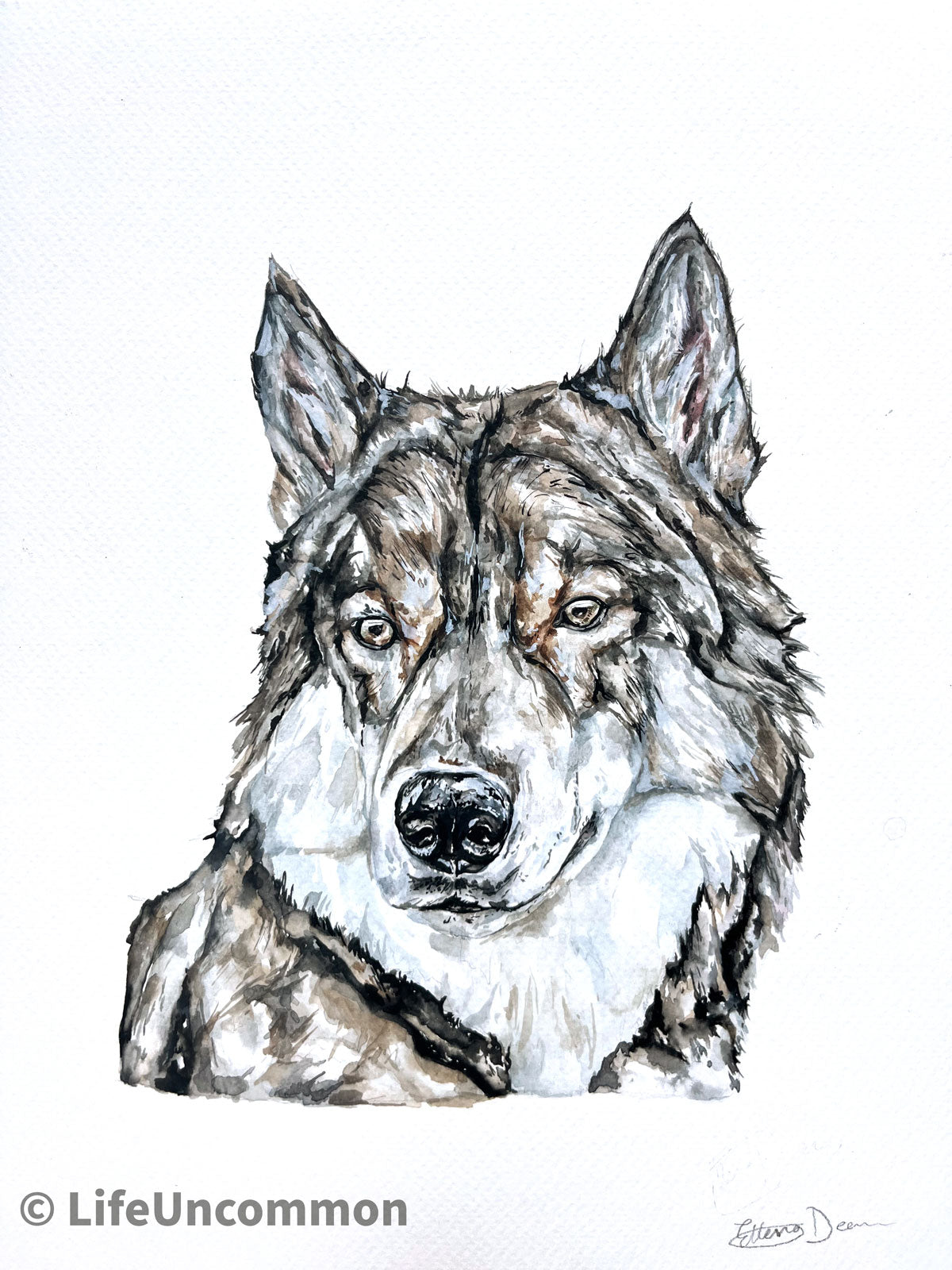 Vancouver Island Wolf - Watercolour