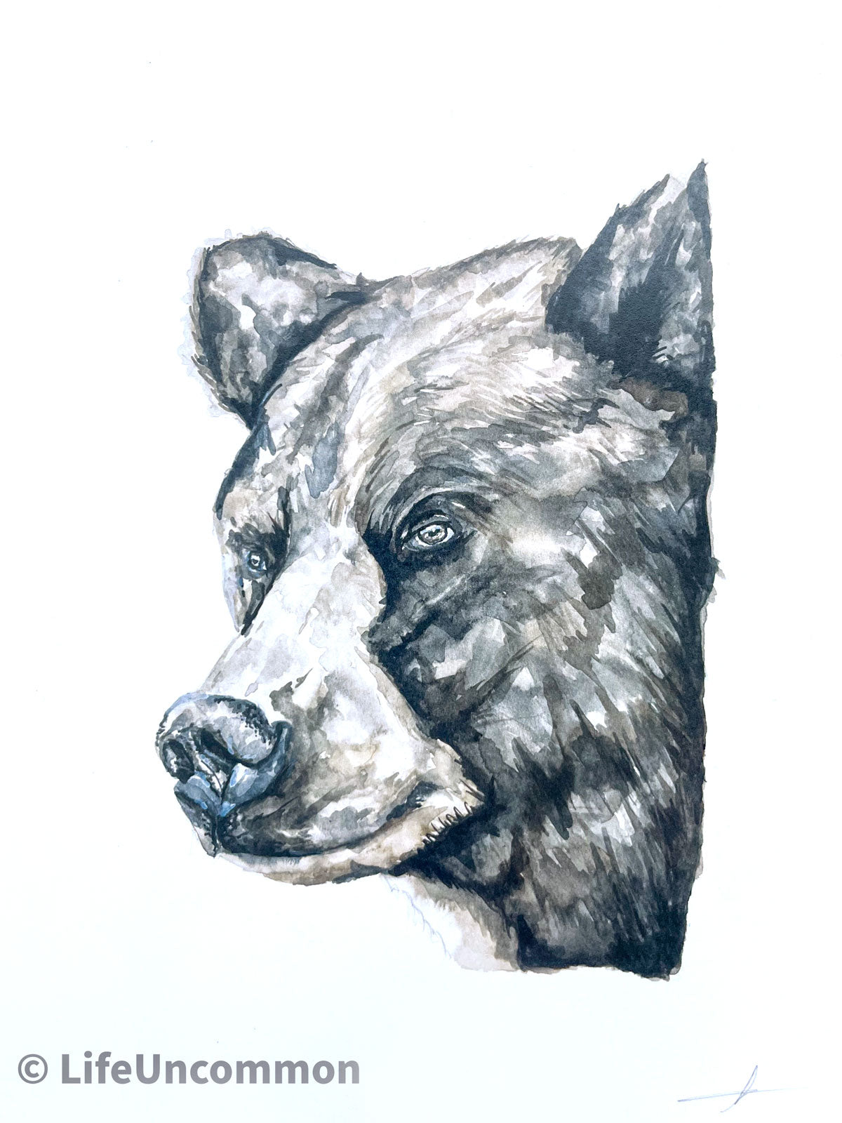 Tranquil Grizzly - Watercolour