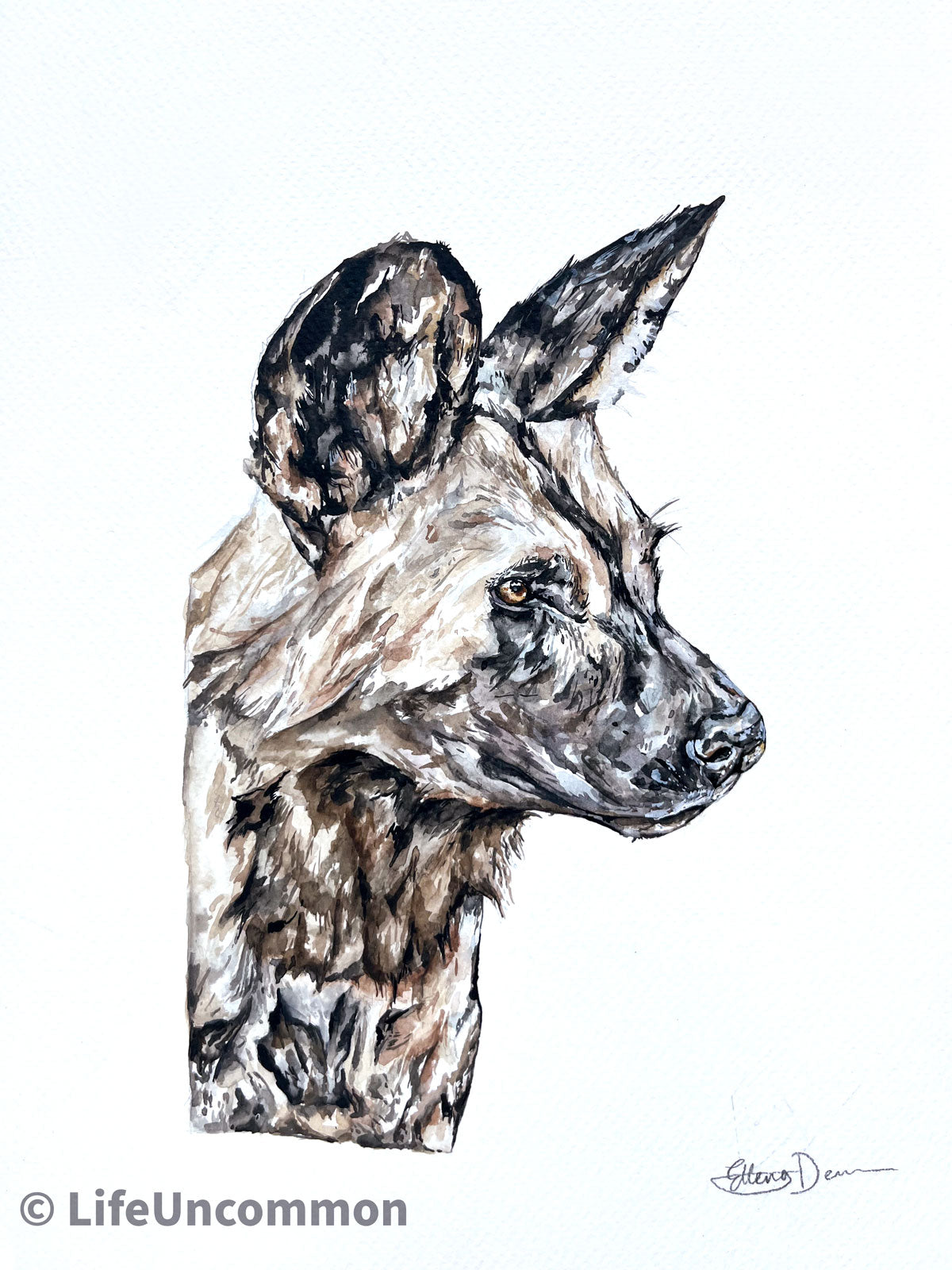 African Wolf Dog - Watercolour